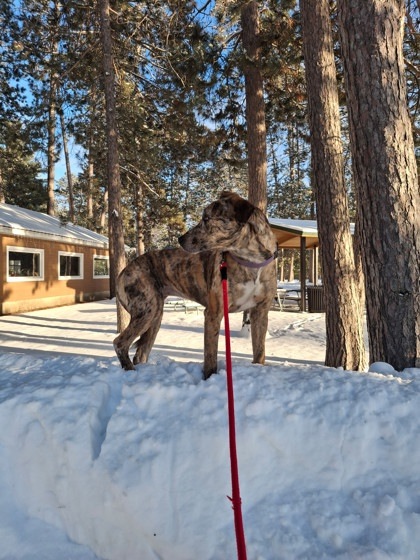 Harley, an adoptable Mixed Breed in Rhinelander, WI, 54501 | Photo Image 2