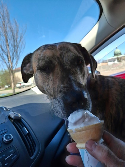 Harley, an adoptable Mixed Breed in Rhinelander, WI, 54501 | Photo Image 3