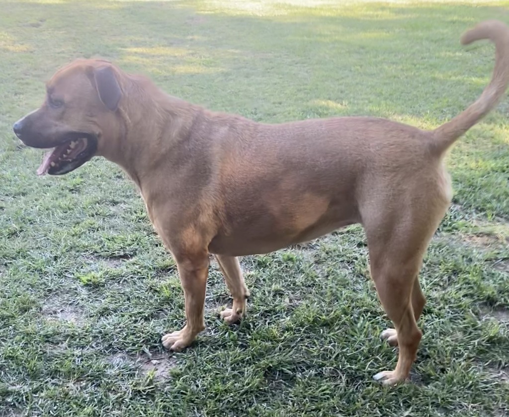 Maggie (TIANA)