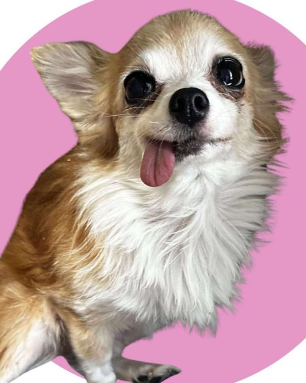 Azucar