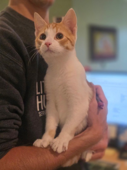 Geno, an adoptable Domestic Short Hair in Harbor Springs, MI, 49740 | Photo Image 1