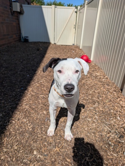 Snoopy