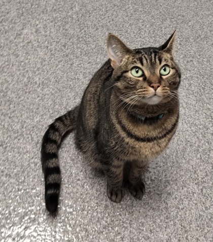 Princess[Bonded to Gabriel]