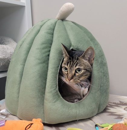 Princess[Bonded to Gabriel]