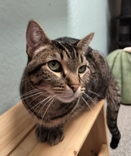 Gabriel[Bonded to Princess]