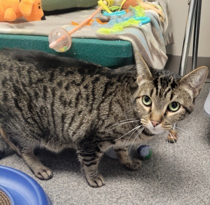 Gabriel[Bonded to Princess]