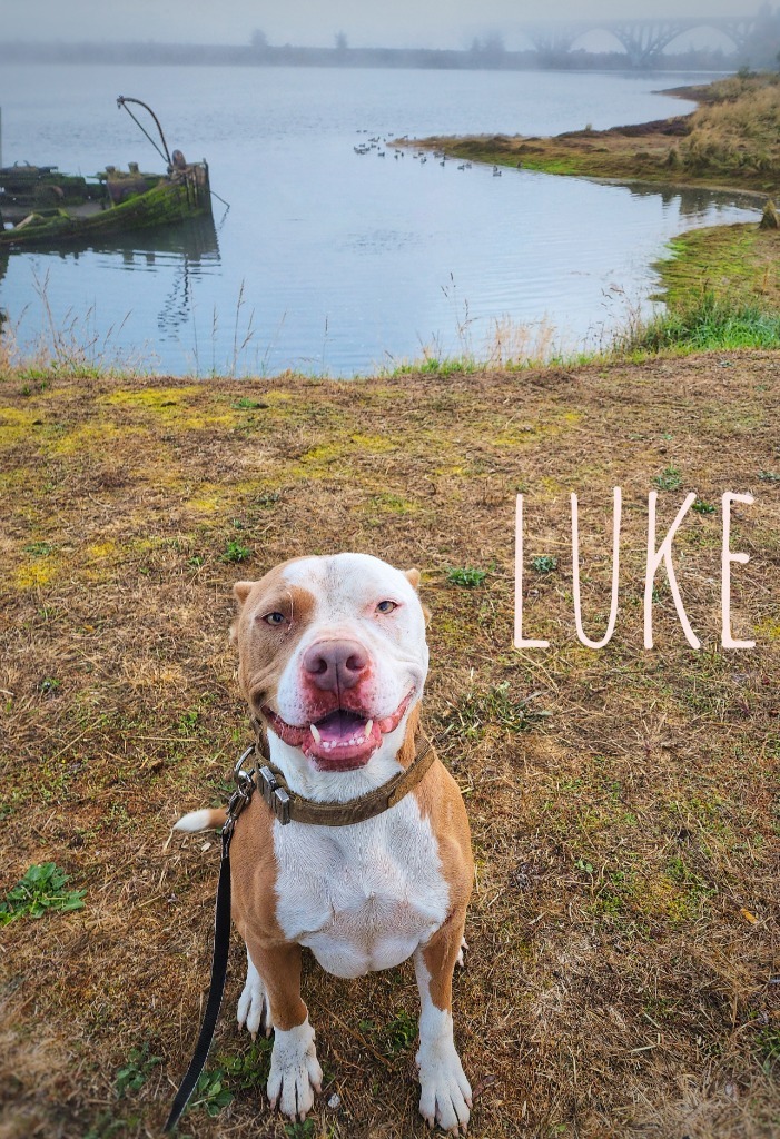 Luke, an adoptable Pit Bull Terrier in Gold Beach, OR, 97444 | Photo Image 1