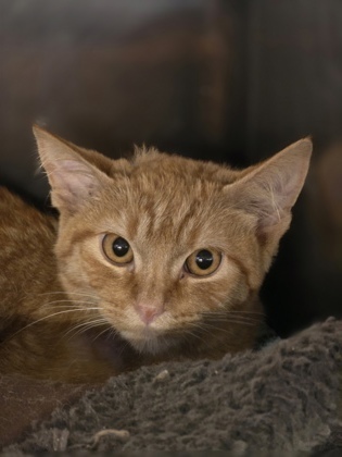 Marmalade