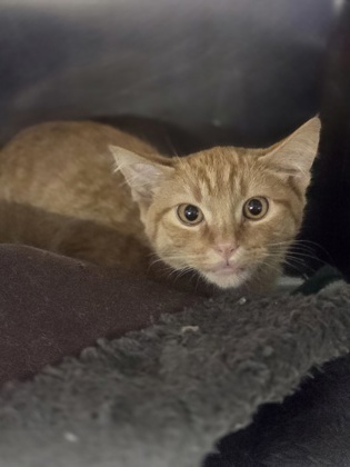 Marmalade