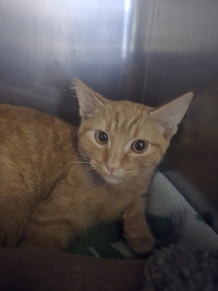 Marmalade