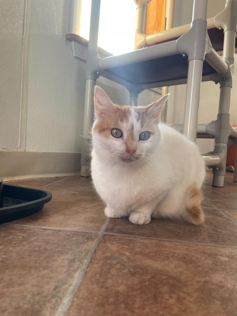 Penelope