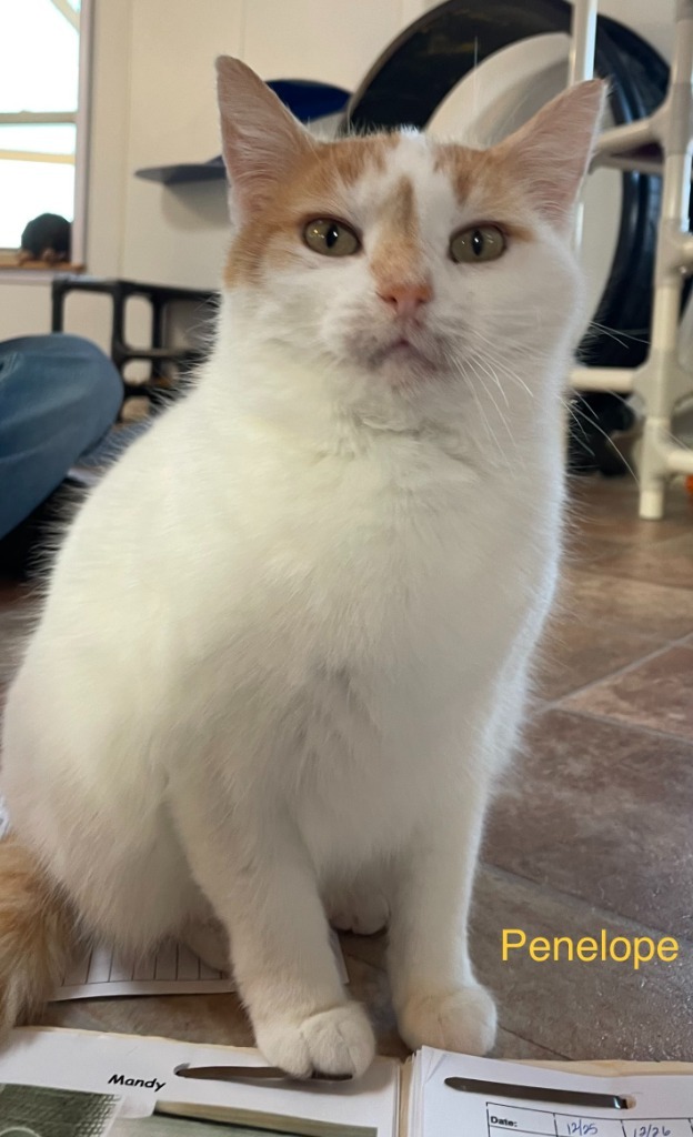 Penelope