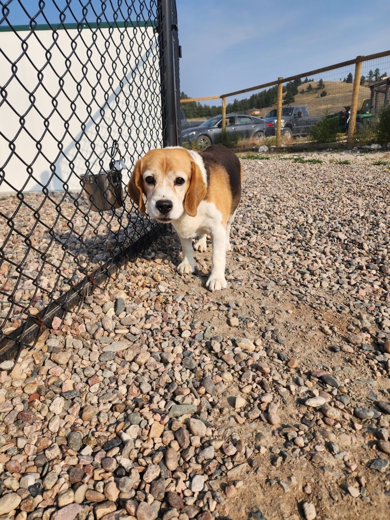 SAMMY