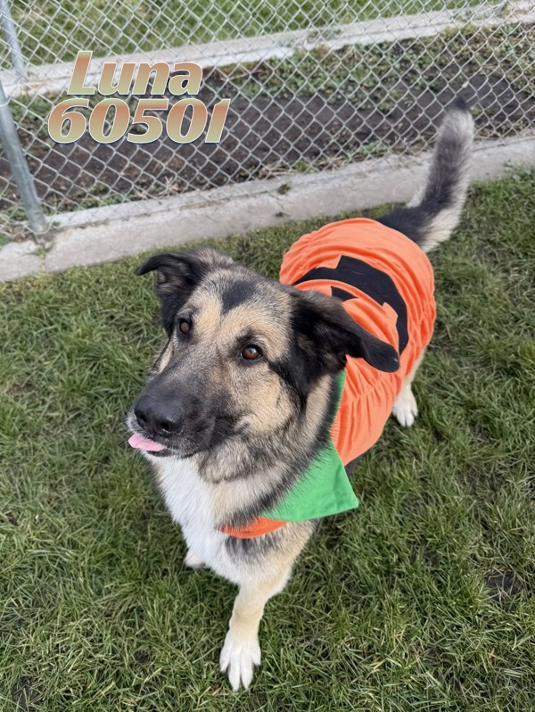 Luna, an adoptable Mixed Breed in Spokane Valley, WA, 99212 | Photo Image 1