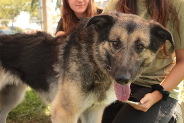 Luna, an adoptable Mixed Breed in Spokane Valley, WA, 99212 | Photo Image 2