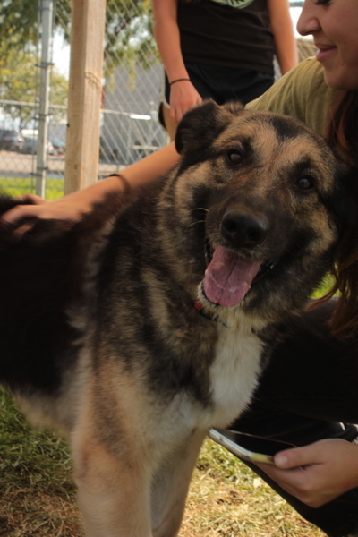 Luna, an adoptable Mixed Breed in Spokane Valley, WA, 99212 | Photo Image 3