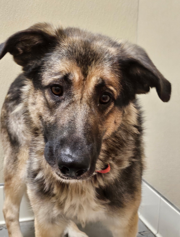 Luna, an adoptable Mixed Breed in Spokane Valley, WA, 99212 | Photo Image 4