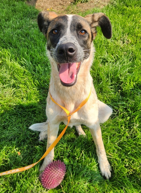Jasmine, an adoptable Mixed Breed in Spokane Valley, WA, 99212 | Photo Image 1