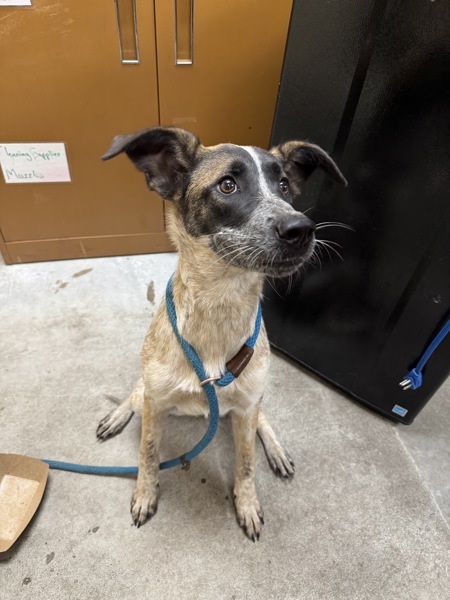 Jasmine, an adoptable Mixed Breed in Spokane Valley, WA, 99212 | Photo Image 2
