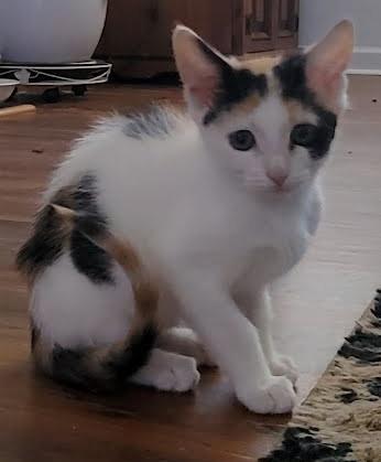 Geri
