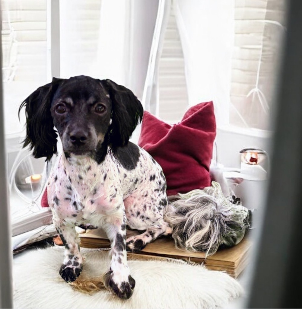 Holly, an adoptable Havanese in Pittsfield, IL, 62363 | Photo Image 1