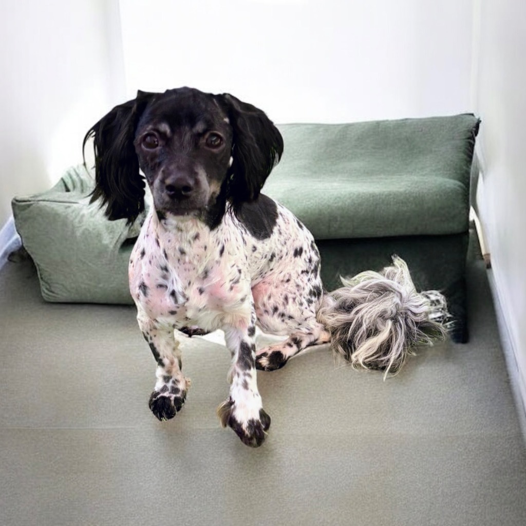 Holly, an adoptable Havanese in Pittsfield, IL, 62363 | Photo Image 2