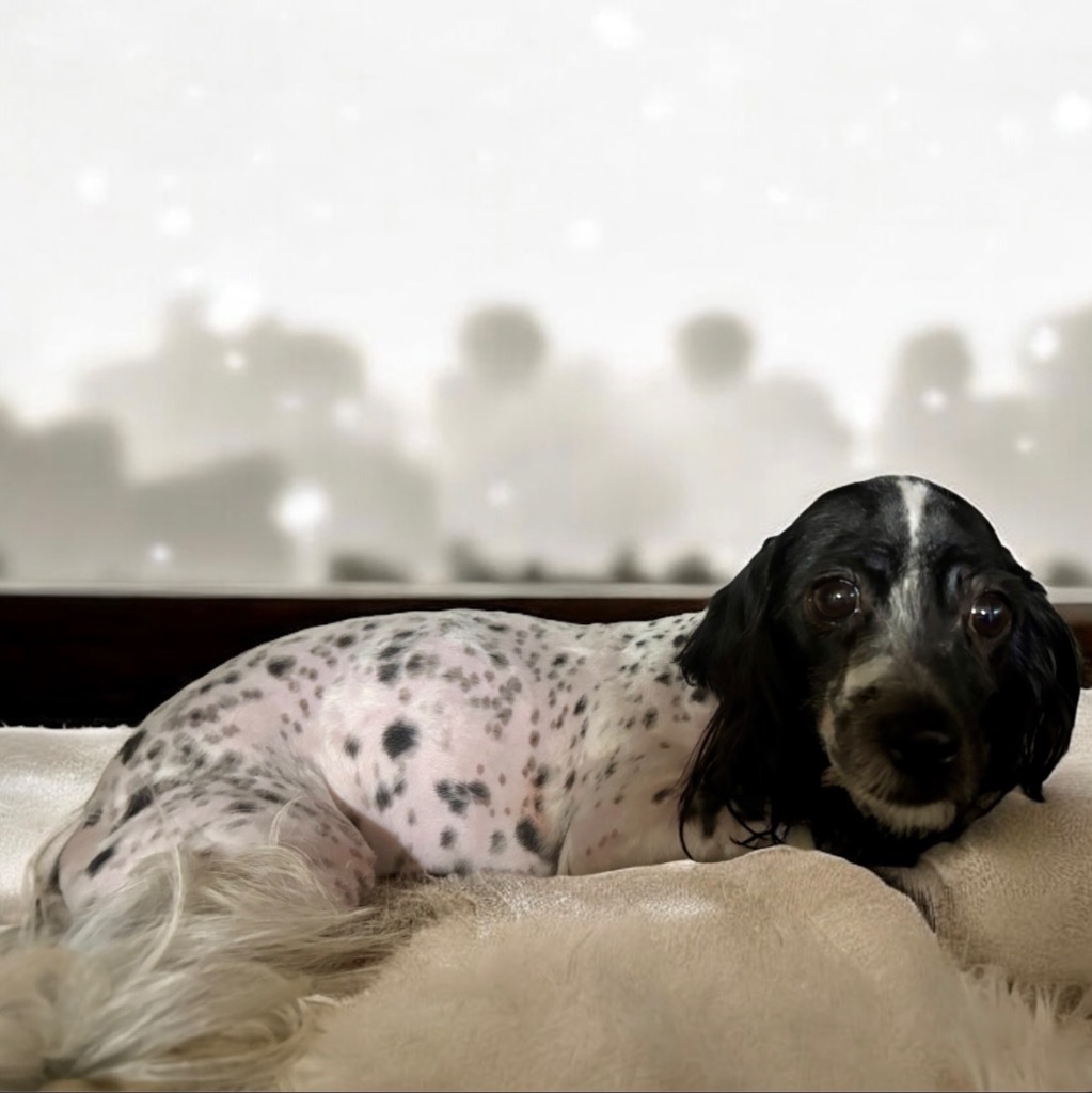 Venus, an adoptable Havanese in Pittsfield, IL, 62363 | Photo Image 1