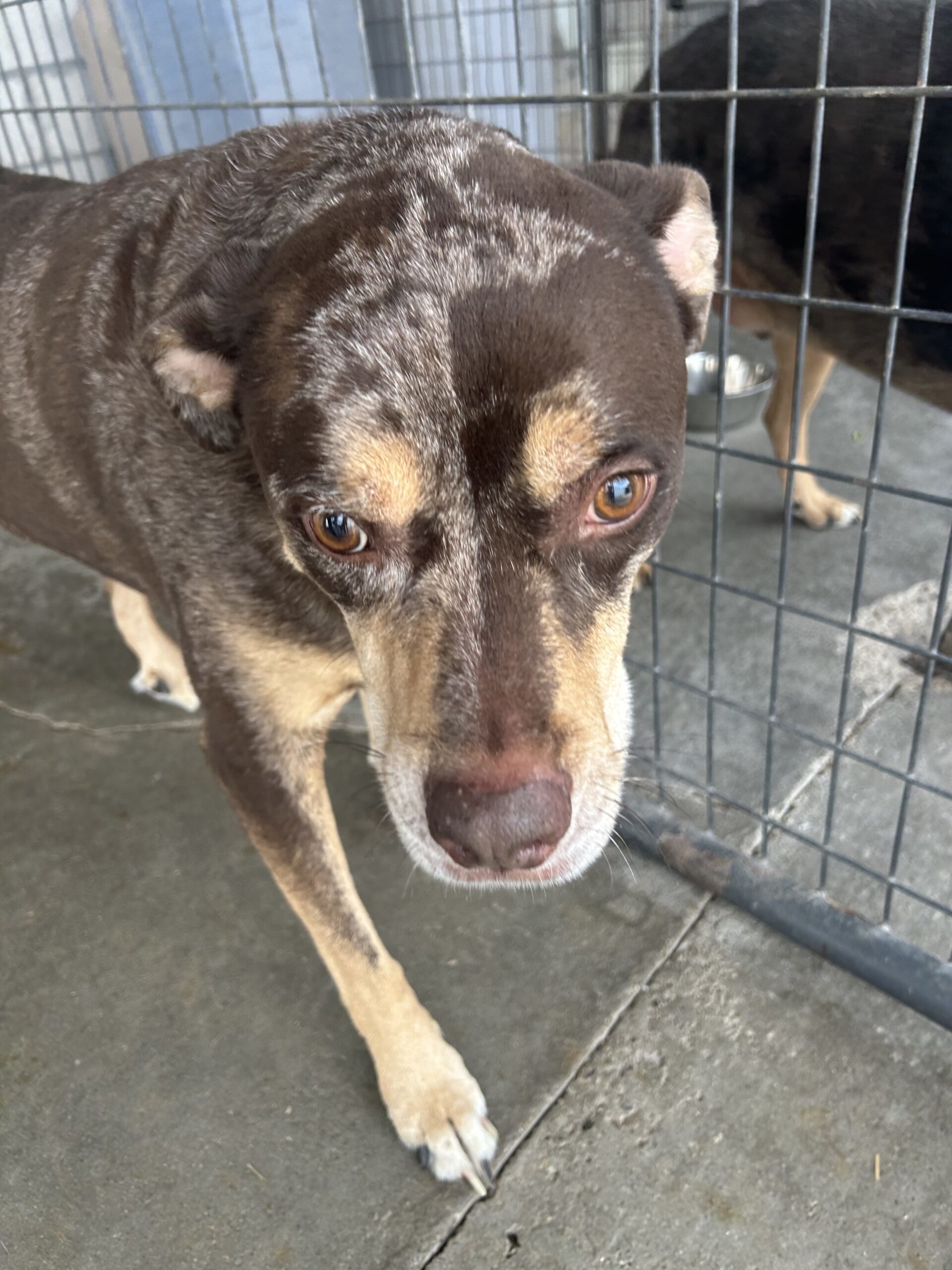 Red, an adoptable Catahoula Leopard Dog, Rottweiler in Dillon, MT, 59725 | Photo Image 1