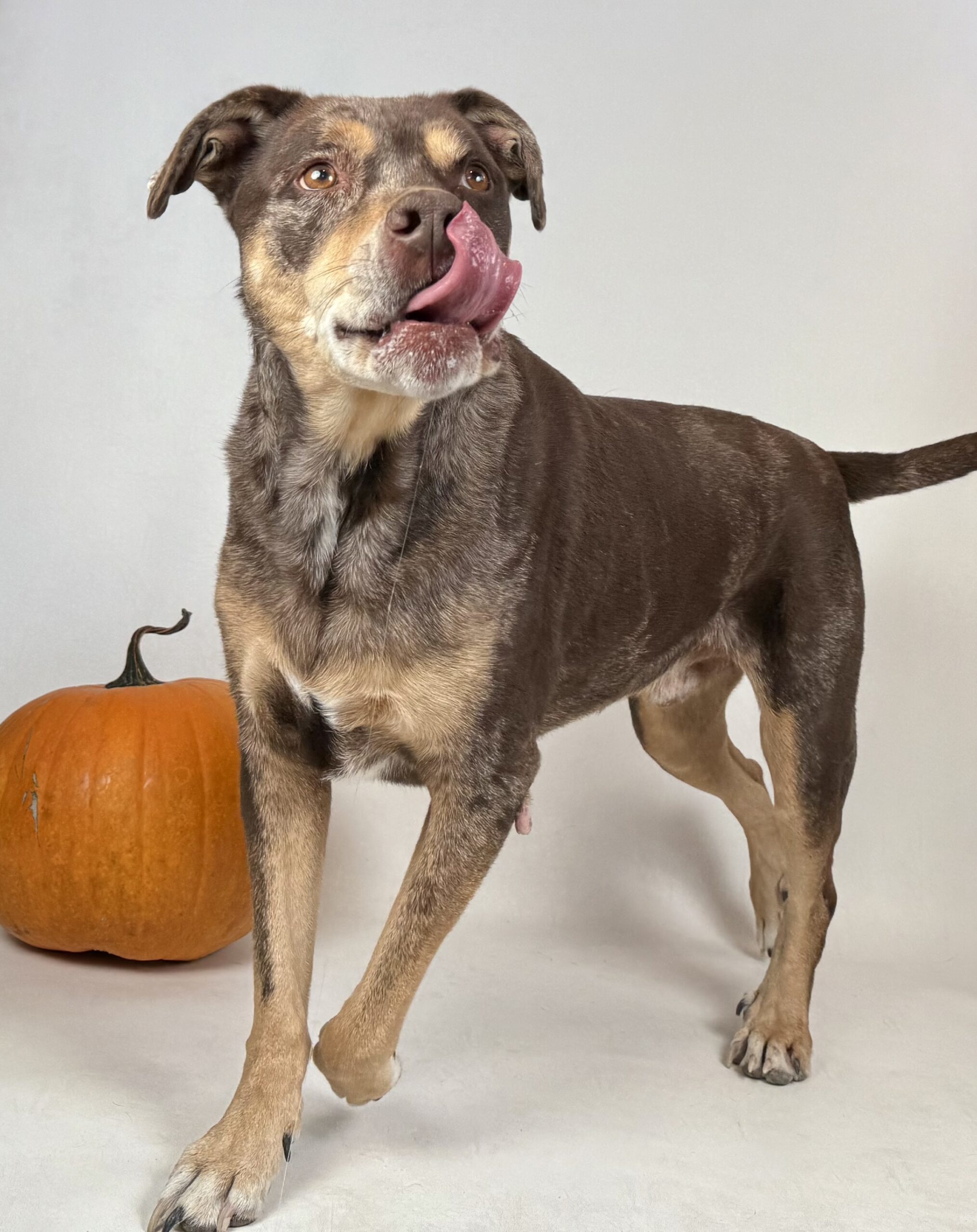 Red, an adoptable Catahoula Leopard Dog, Rottweiler in Dillon, MT, 59725 | Photo Image 1