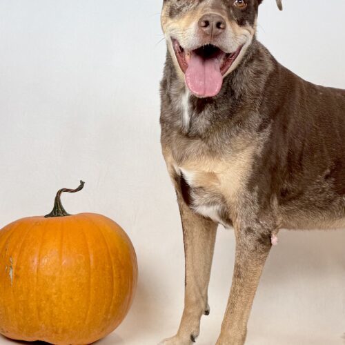Red, an adoptable Catahoula Leopard Dog, Rottweiler in Dillon, MT, 59725 | Photo Image 2