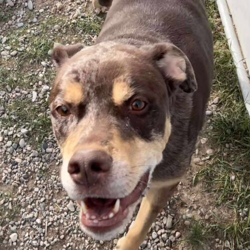 Red, an adoptable Catahoula Leopard Dog, Rottweiler in Dillon, MT, 59725 | Photo Image 3