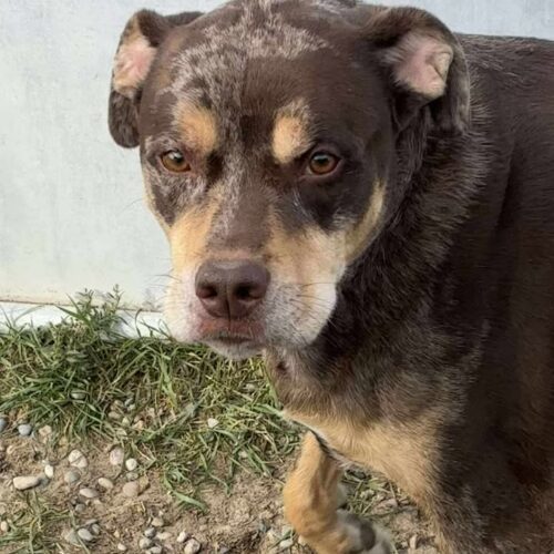 Red, an adoptable Catahoula Leopard Dog, Rottweiler in Dillon, MT, 59725 | Photo Image 4