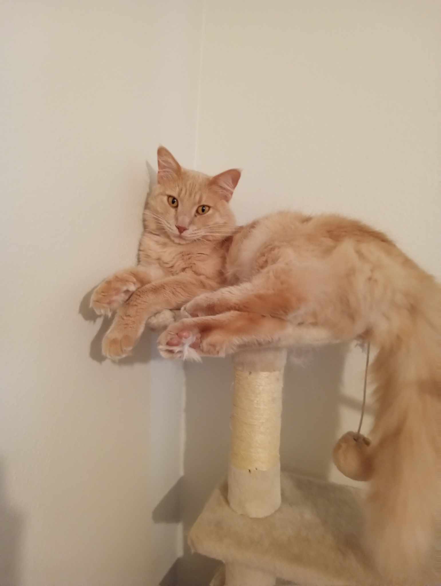 Whiskey