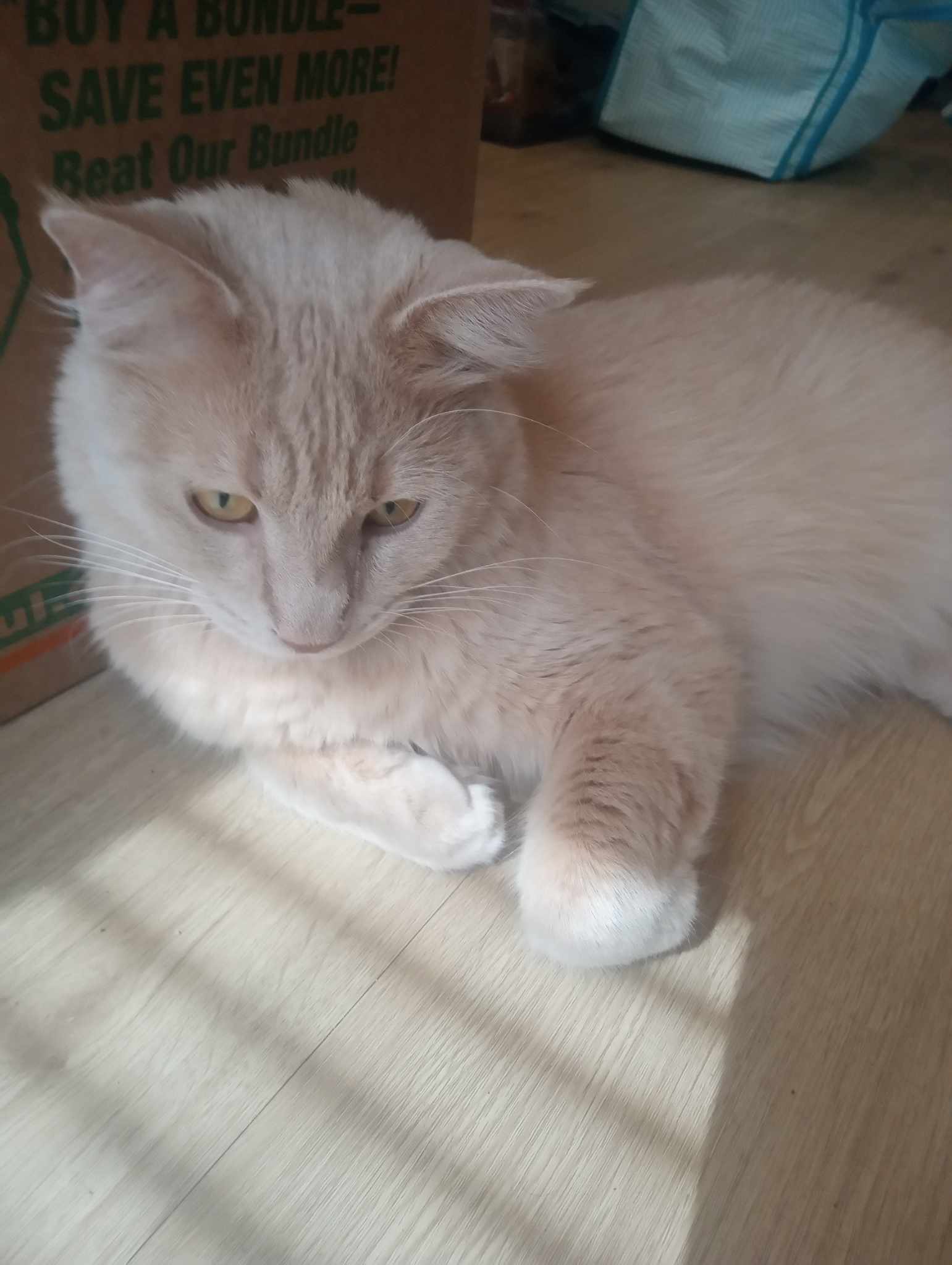 Whiskey