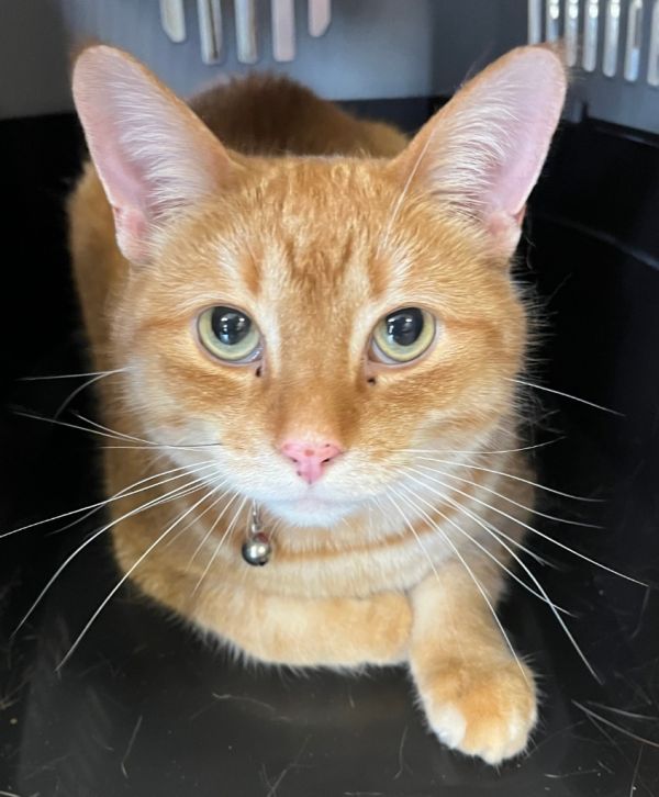 Garfield