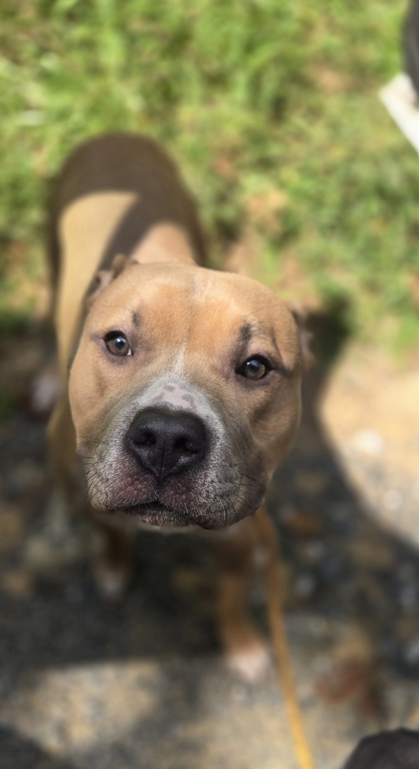 Cassius