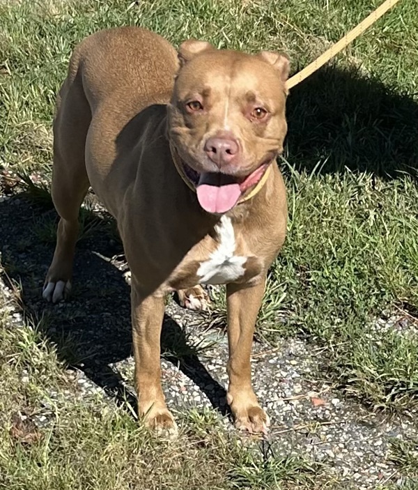 Zyla
