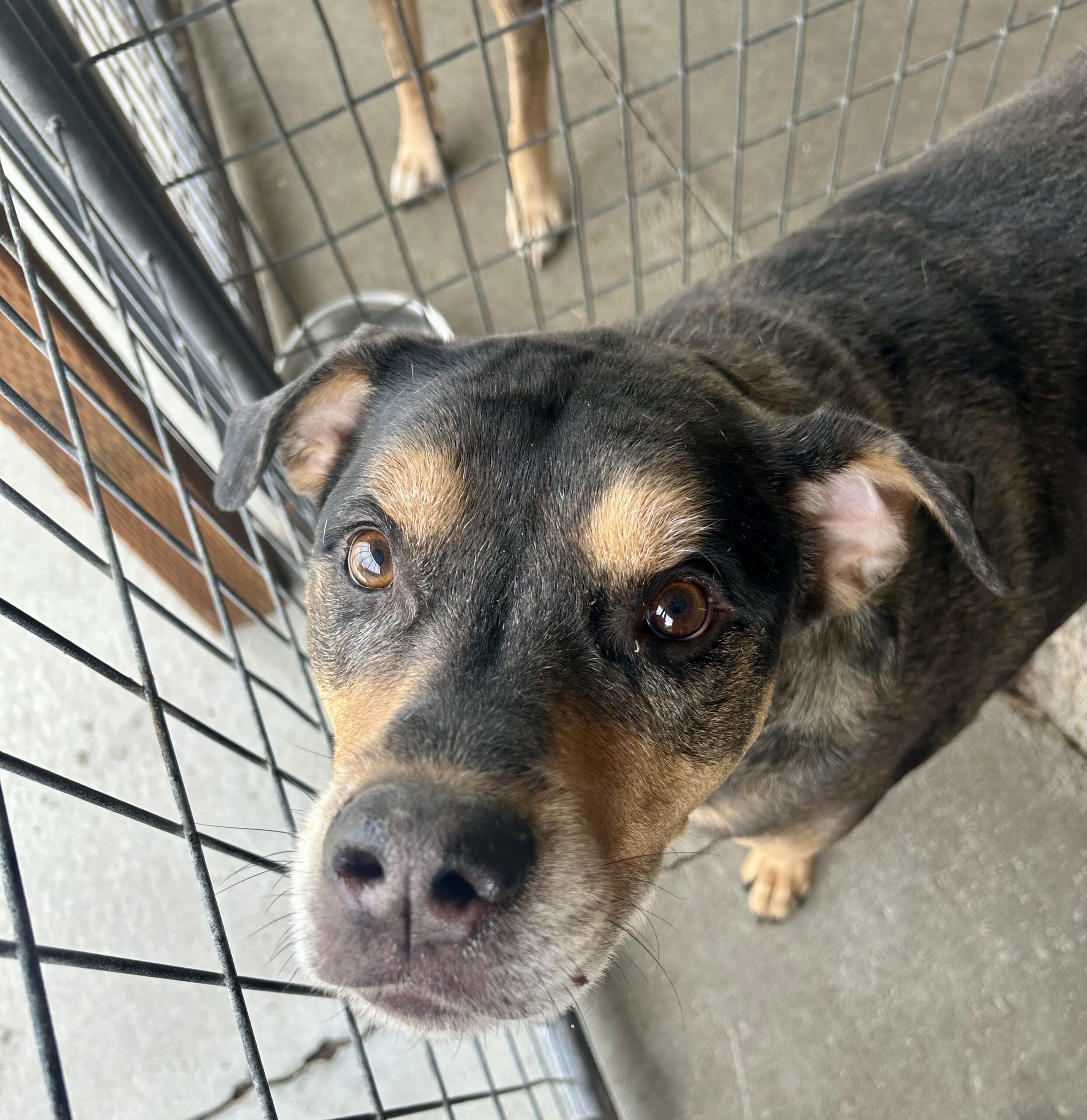 Blue, an adoptable Catahoula Leopard Dog, Rottweiler in Dillon, MT, 59725 | Photo Image 1