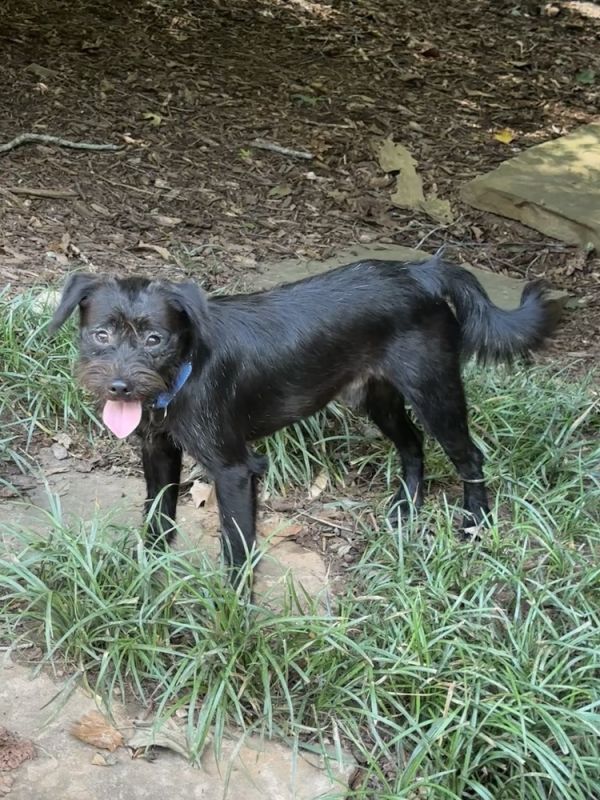 Spyder