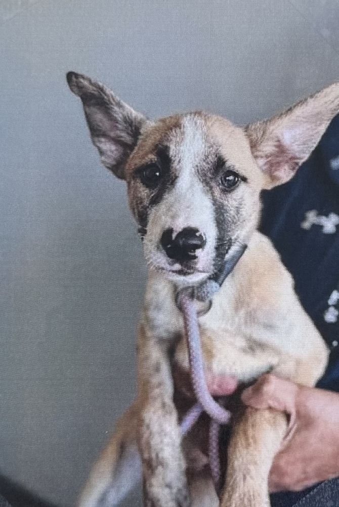Klingon (Rodeo shepherd pup #3)