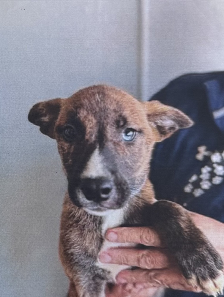 Vulcan (Rodeo shepherd pup #4)