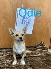 Odie