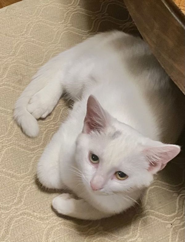 Felocity thumbnail 2