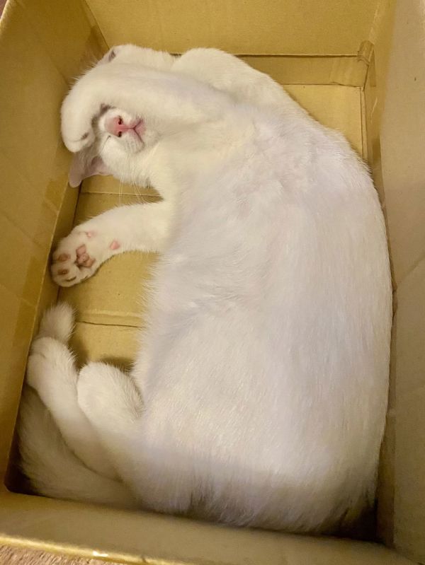 Felocity thumbnail 3