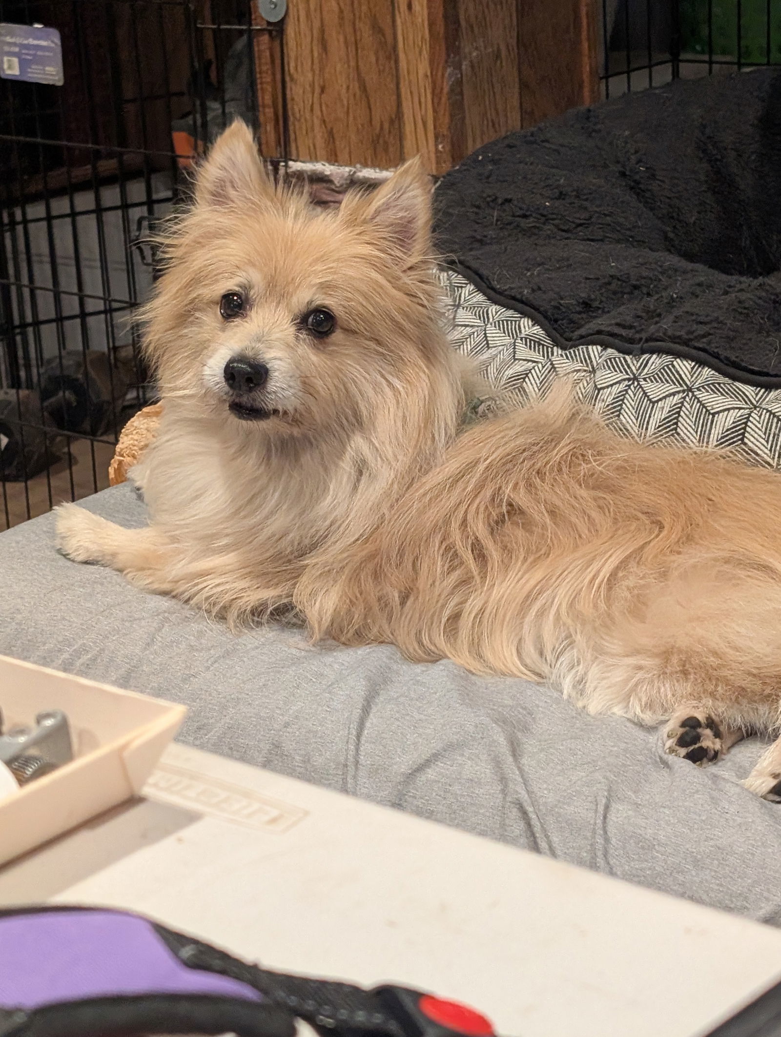 Roary Lion (bonded with Gypsy Rose)