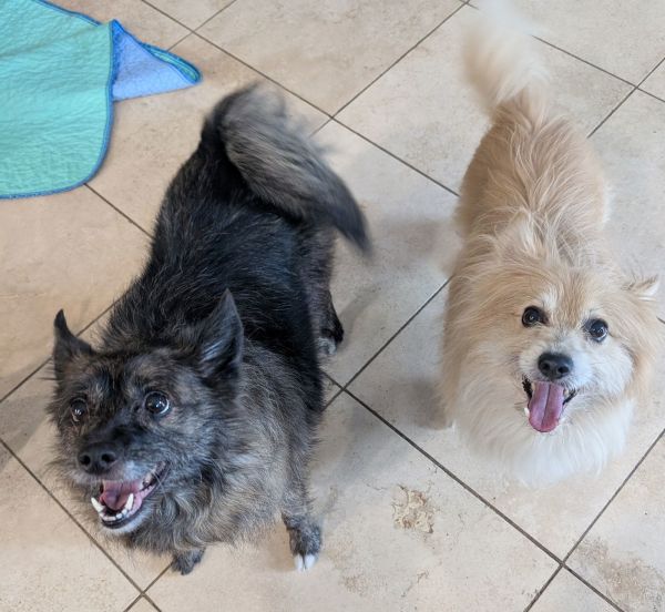 Roary Lion thumbnail 3