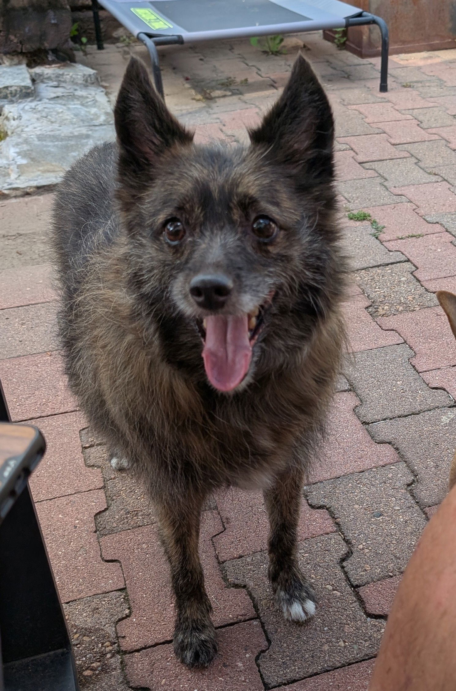 Gypsy Rose (bonded with Roary Lion)