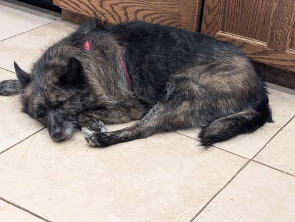 Gypsy Rose thumbnail 2