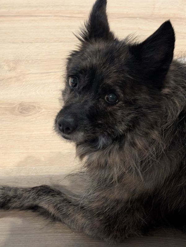 Gypsy Rose thumbnail 3