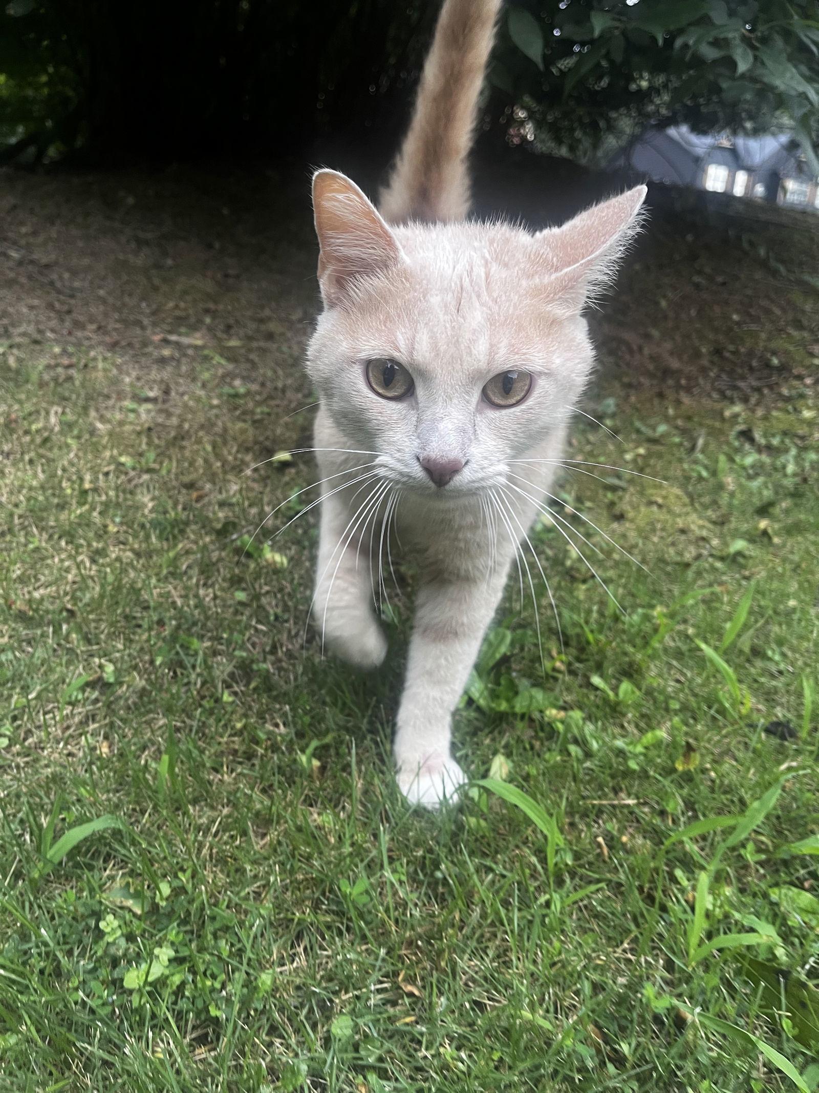 Samson